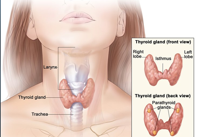Thyroid Treatments
